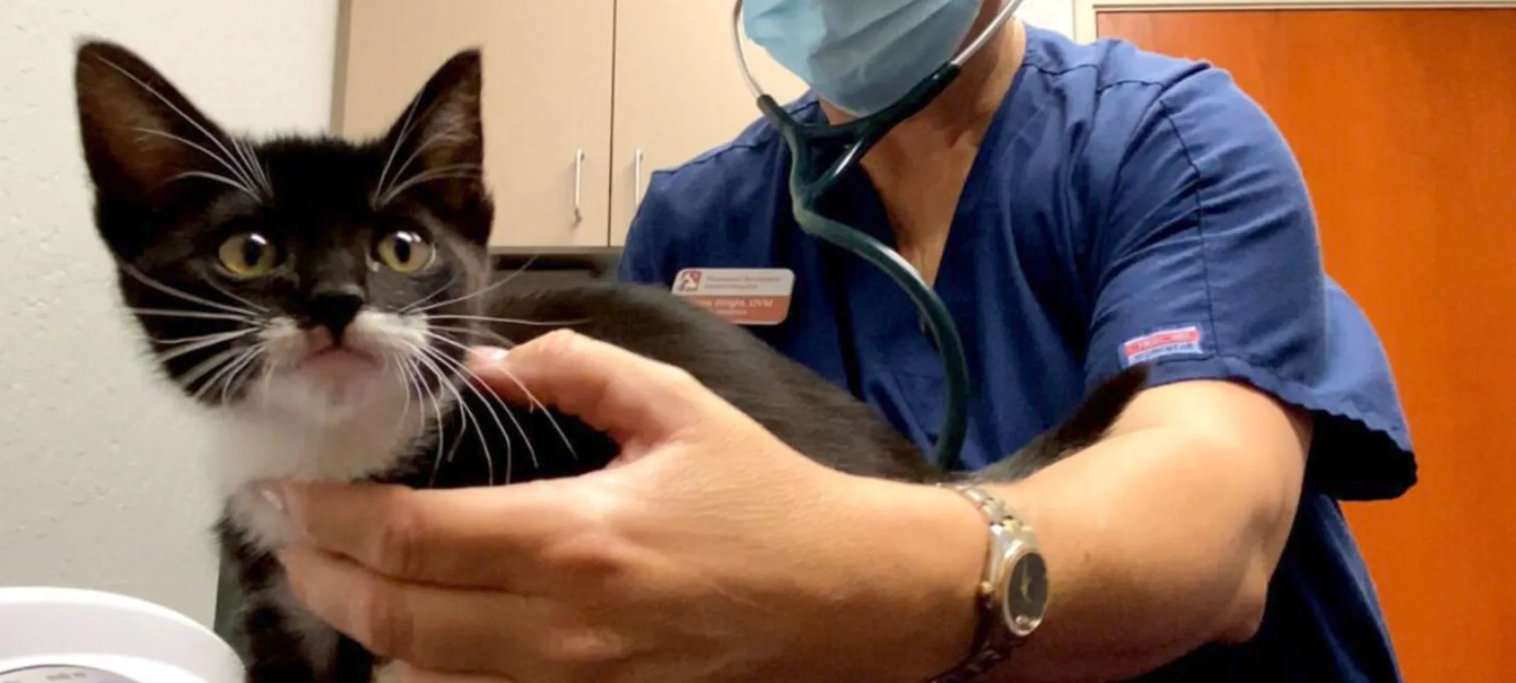 MBAH Staff Checking Up on Kitten